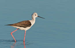 Image of Black-winged Stilt