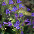 Слика од Penstemon laetus subsp. laetus