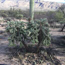 Cylindropuntia fulgida var. mamillata (A. Schott ex Engelm.) Backeb. resmi