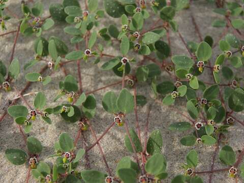 Image of Euphorbia vizcainensis Maya-Lastra & V. W. Steinm.