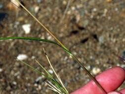 Image of Red grass