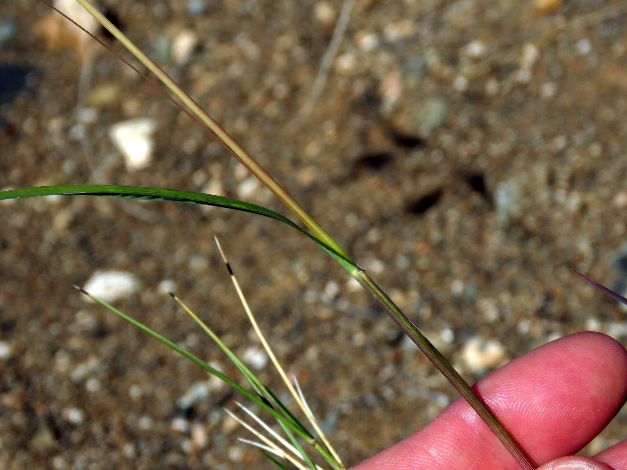 Sivun Themeda triandra Forssk. kuva