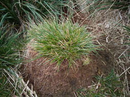 Image of tussock grass