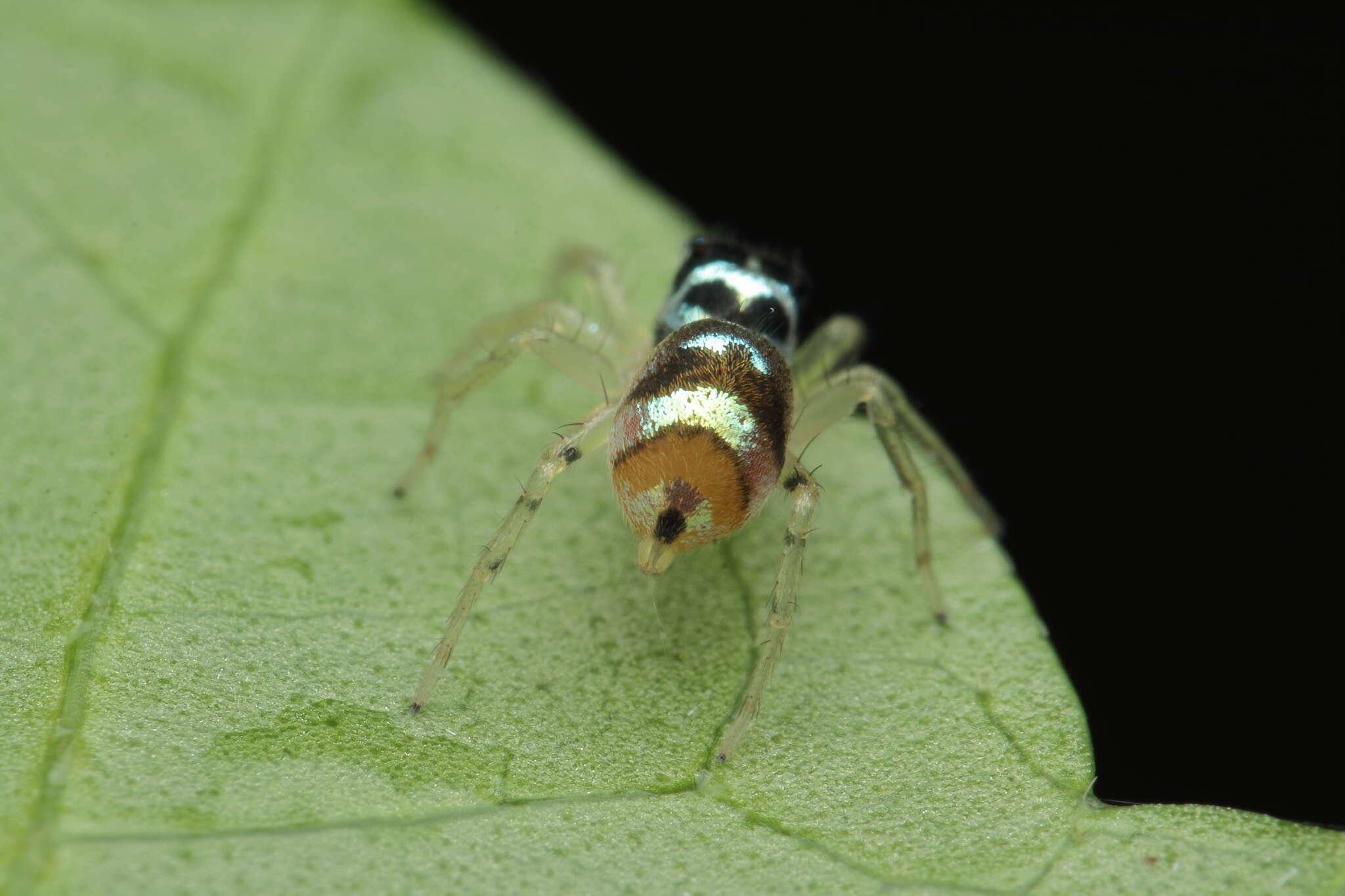 Image of Phintella vittata (C. L. Koch 1846)