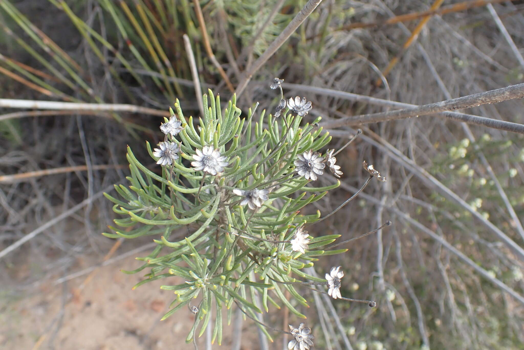 Image of Euryops rehmannii Compton