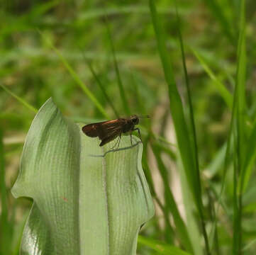 Image of Hecebolus skipper