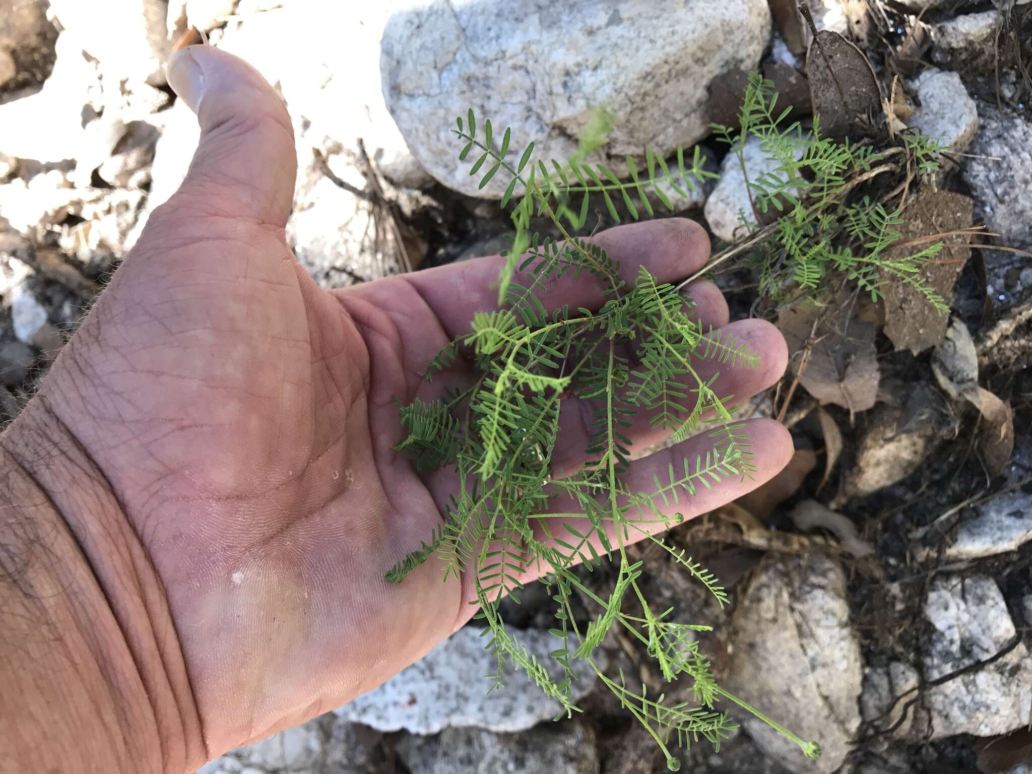 Image of Lumholtz's prairie clover