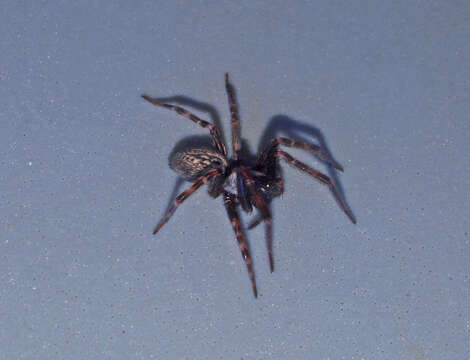 Image of Desid spider