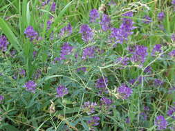 Imagem de Medicago sativa subsp. sativa