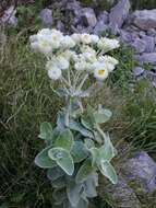 Слика од Helichrysum grandiflorum (L.) D. Don