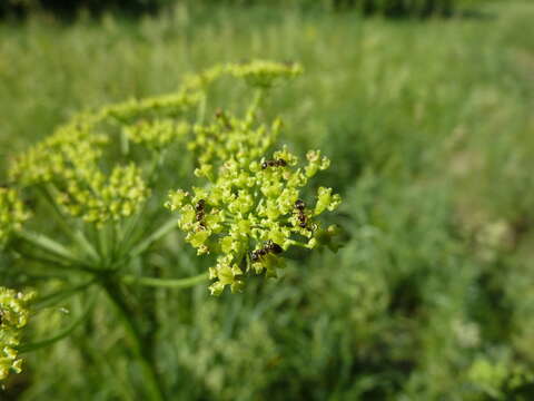 Слика од Heracleum sphondylium subsp. sibiricum (L.) Simonk.