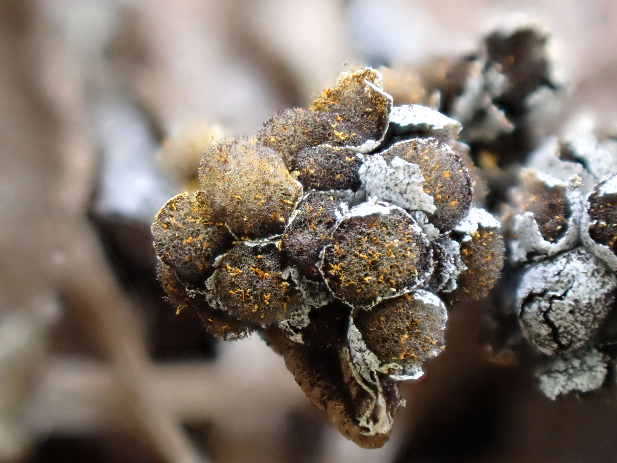 Image of Physarum albescens