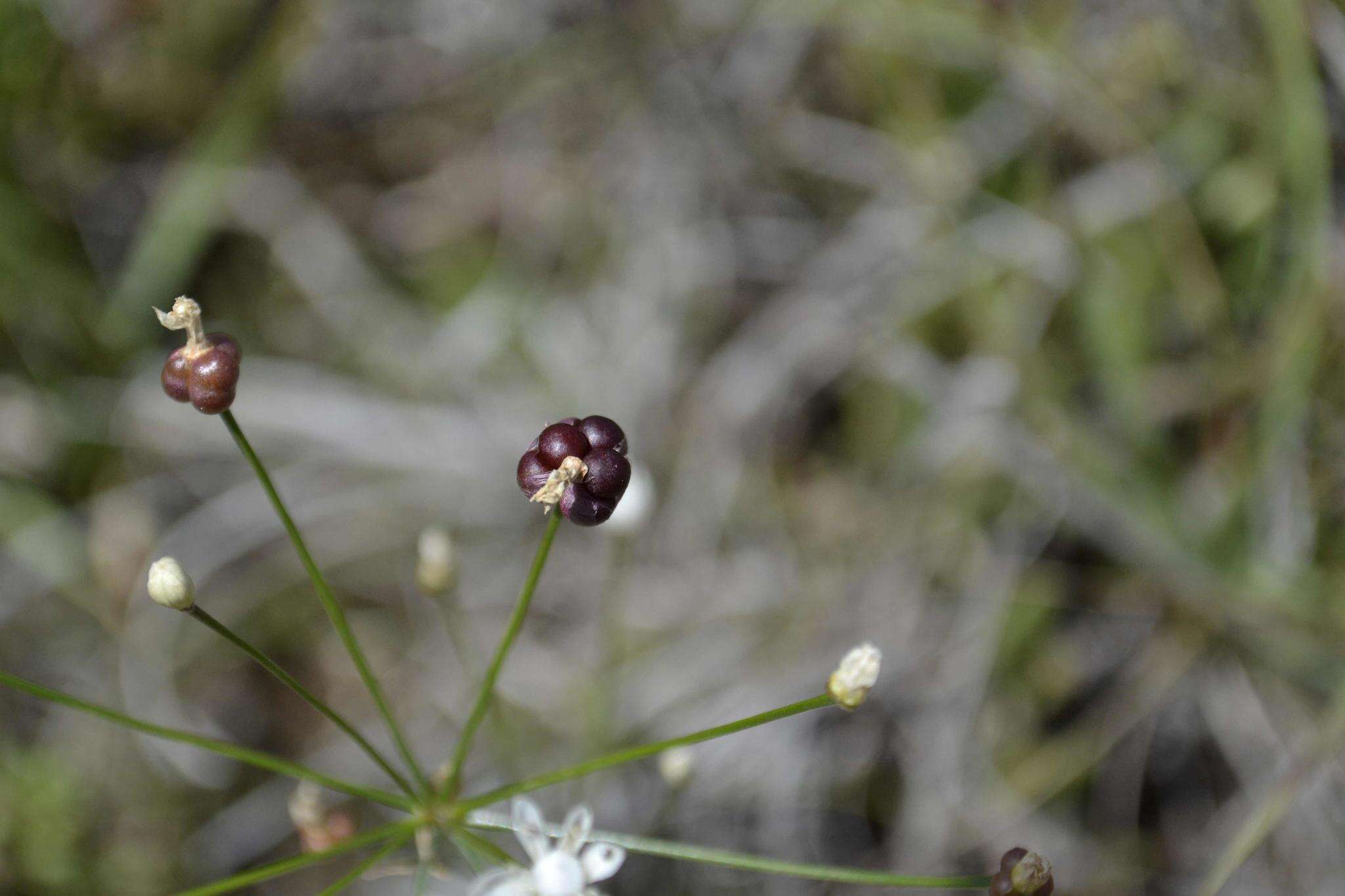 Image of Strumaria tenella subsp. orientalis Snijman
