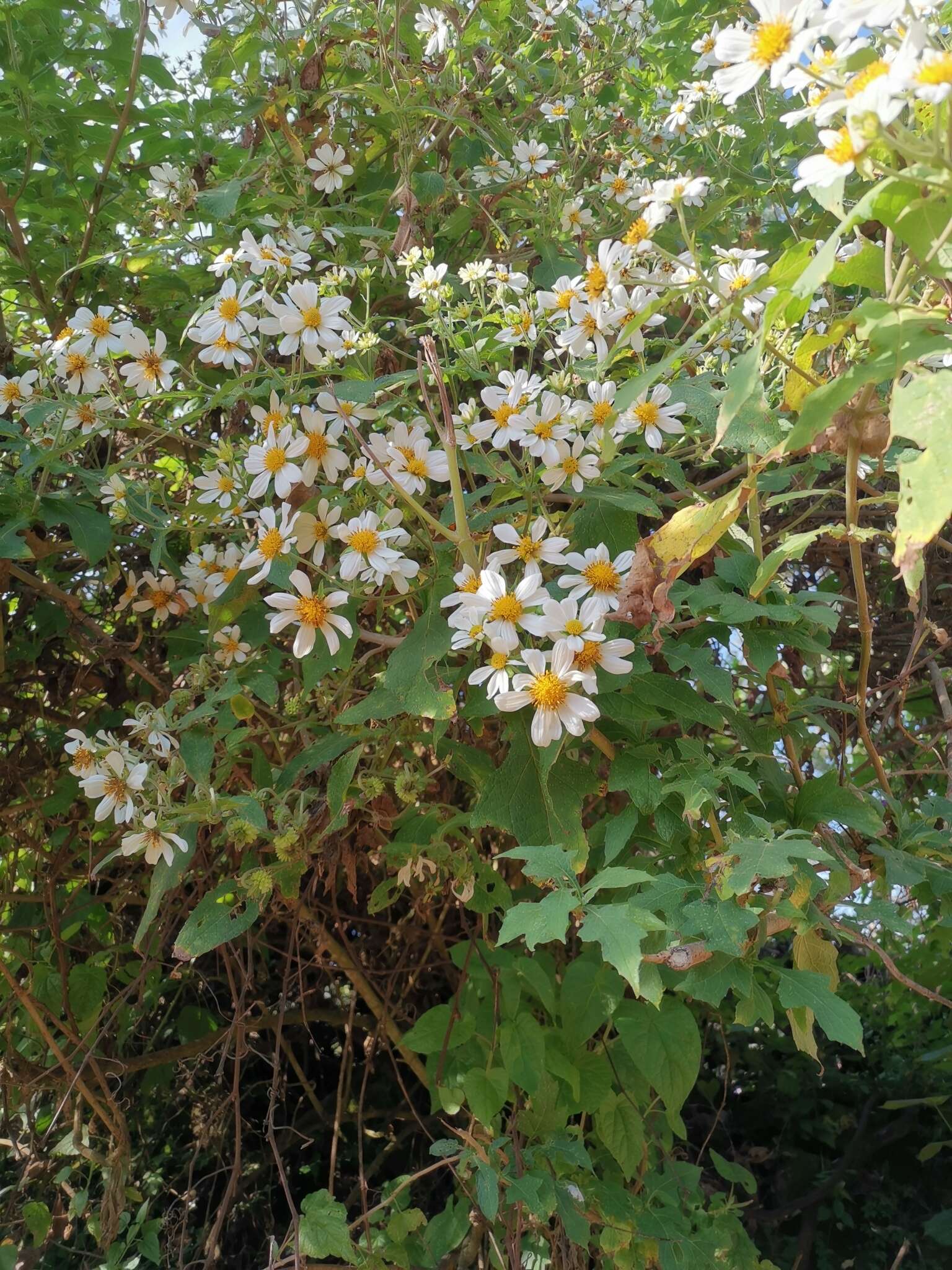 Image of Montanoa grandiflora (DC.) Hemsl.