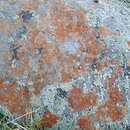 Image of Rose's orange lichen