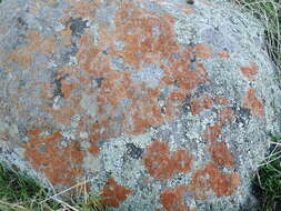 Image of Rose's orange lichen