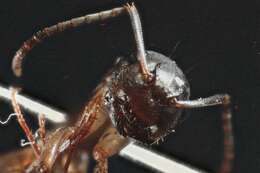 Image of Camponotus clarithorax Creighton 1950