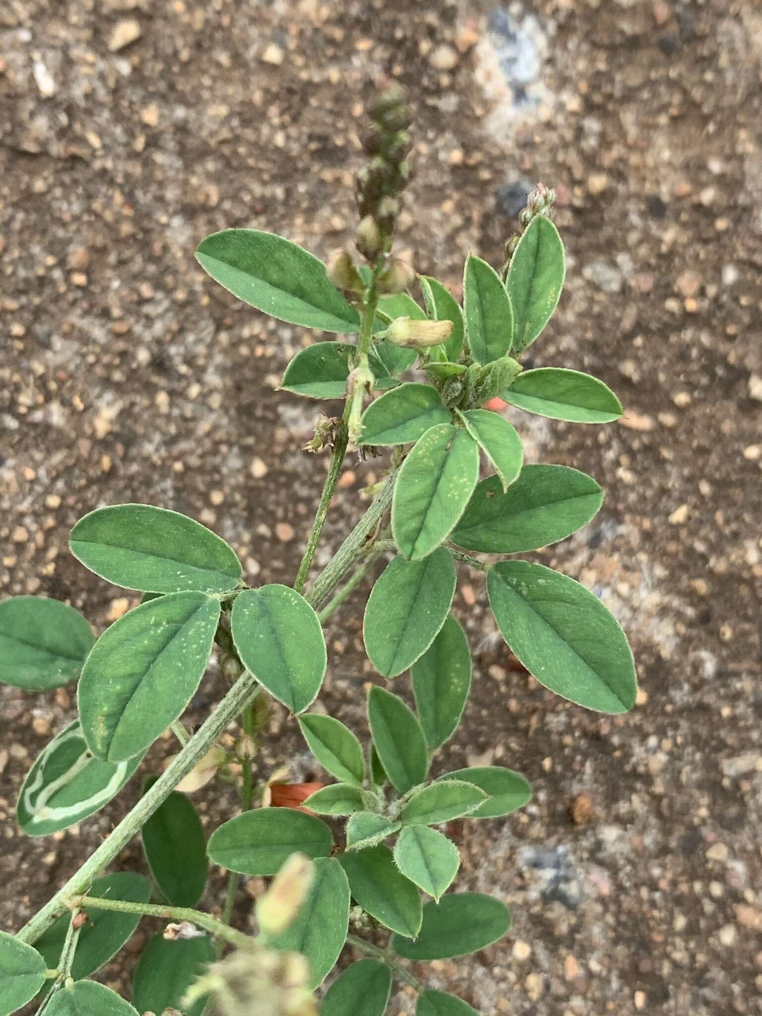 Plancia ëd Indigofera subulata