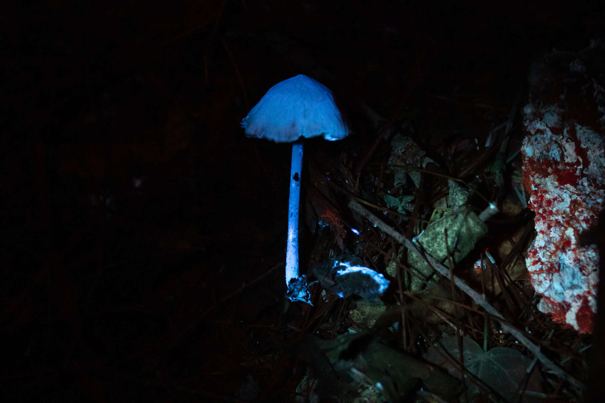 Image of Entoloma alboumbonatum Hesler 1967