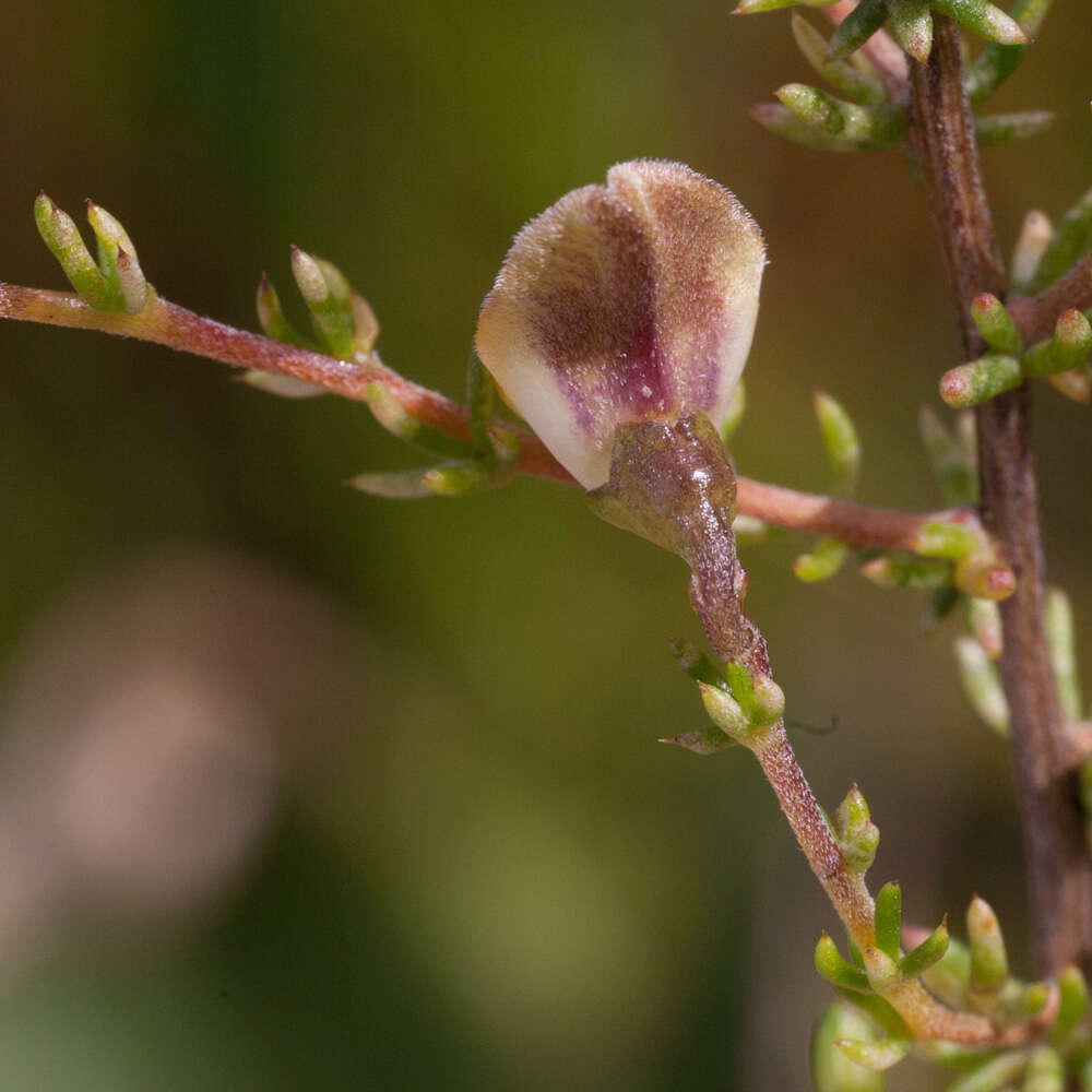 Image of Aspalathus biflora subsp. biflora