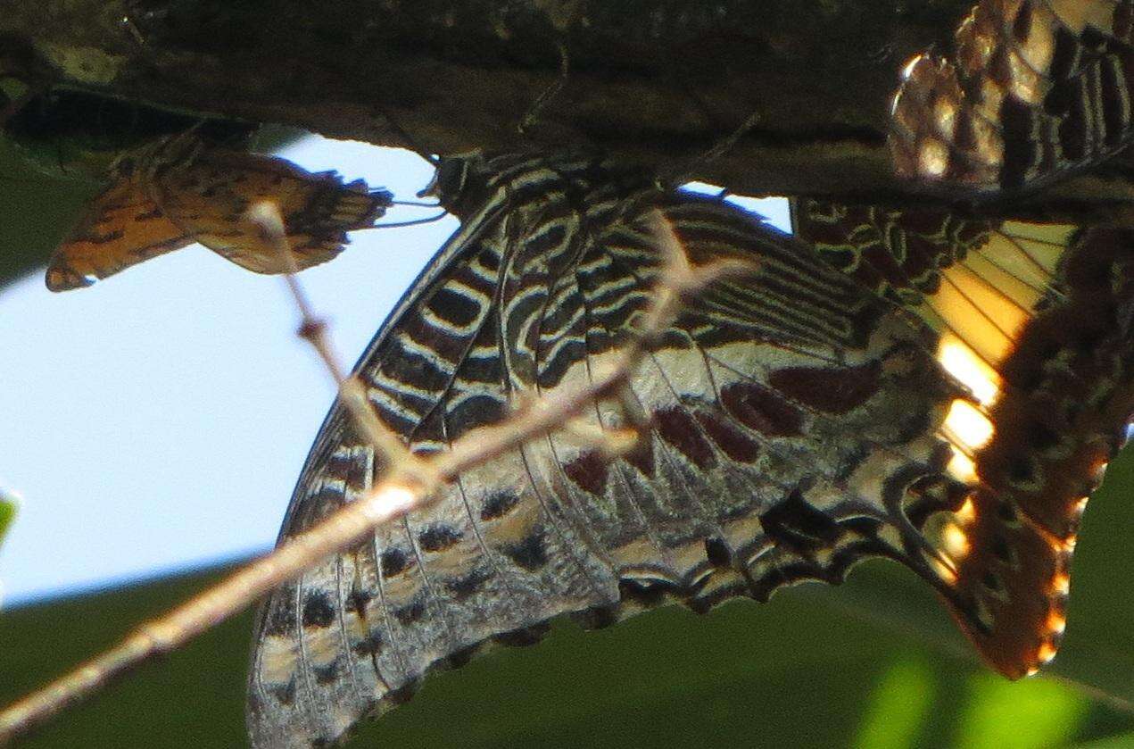 Image of Charaxes castor flavifasciatus Butler 1895