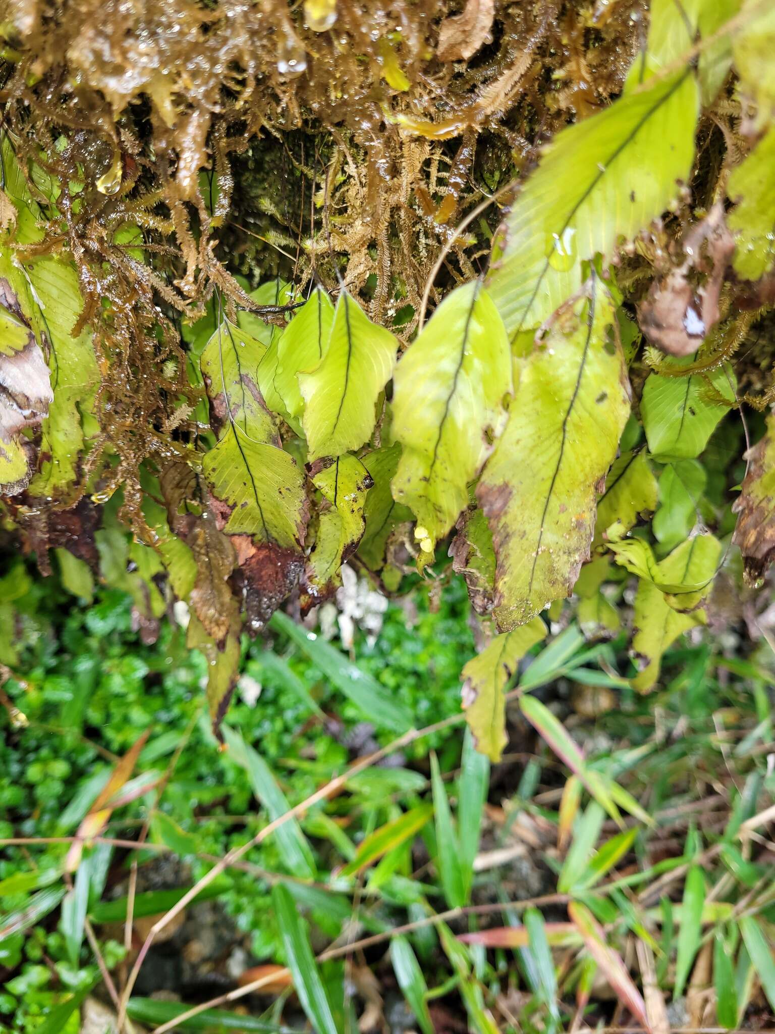 Image of Hymenophyllum cruentum Cav.