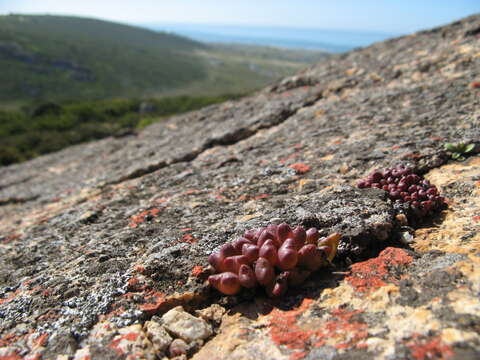 Image of Conophytum albiflorum (Rawe) S. A. Hammer