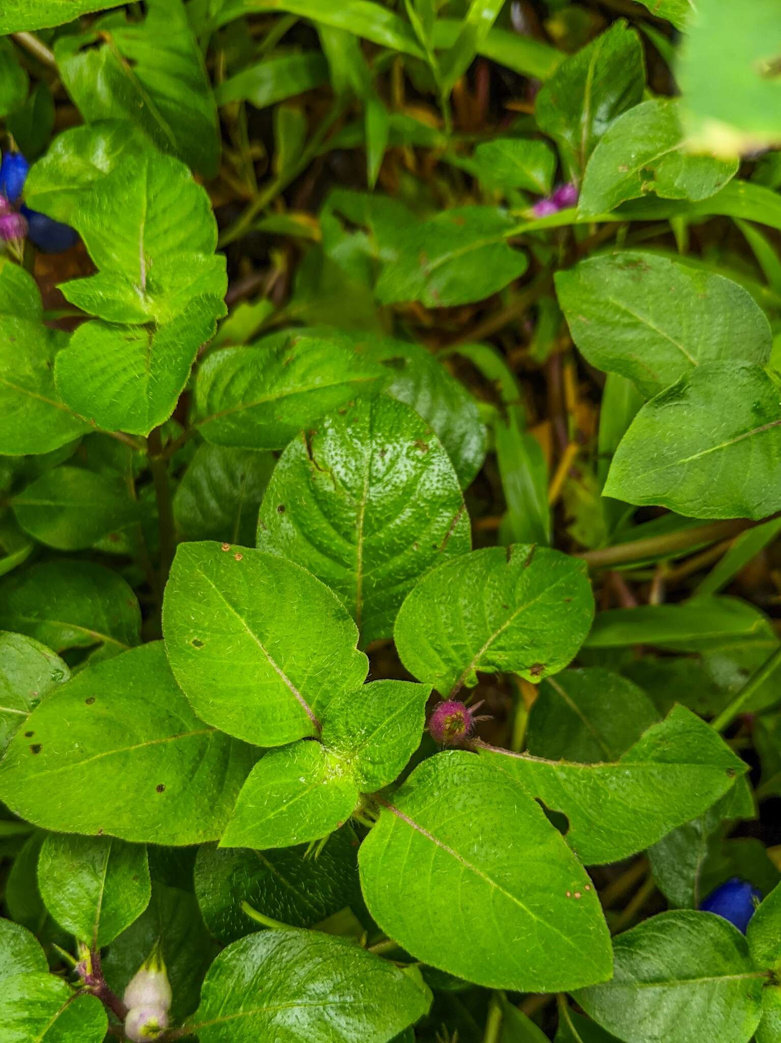 Image of yerba de guava