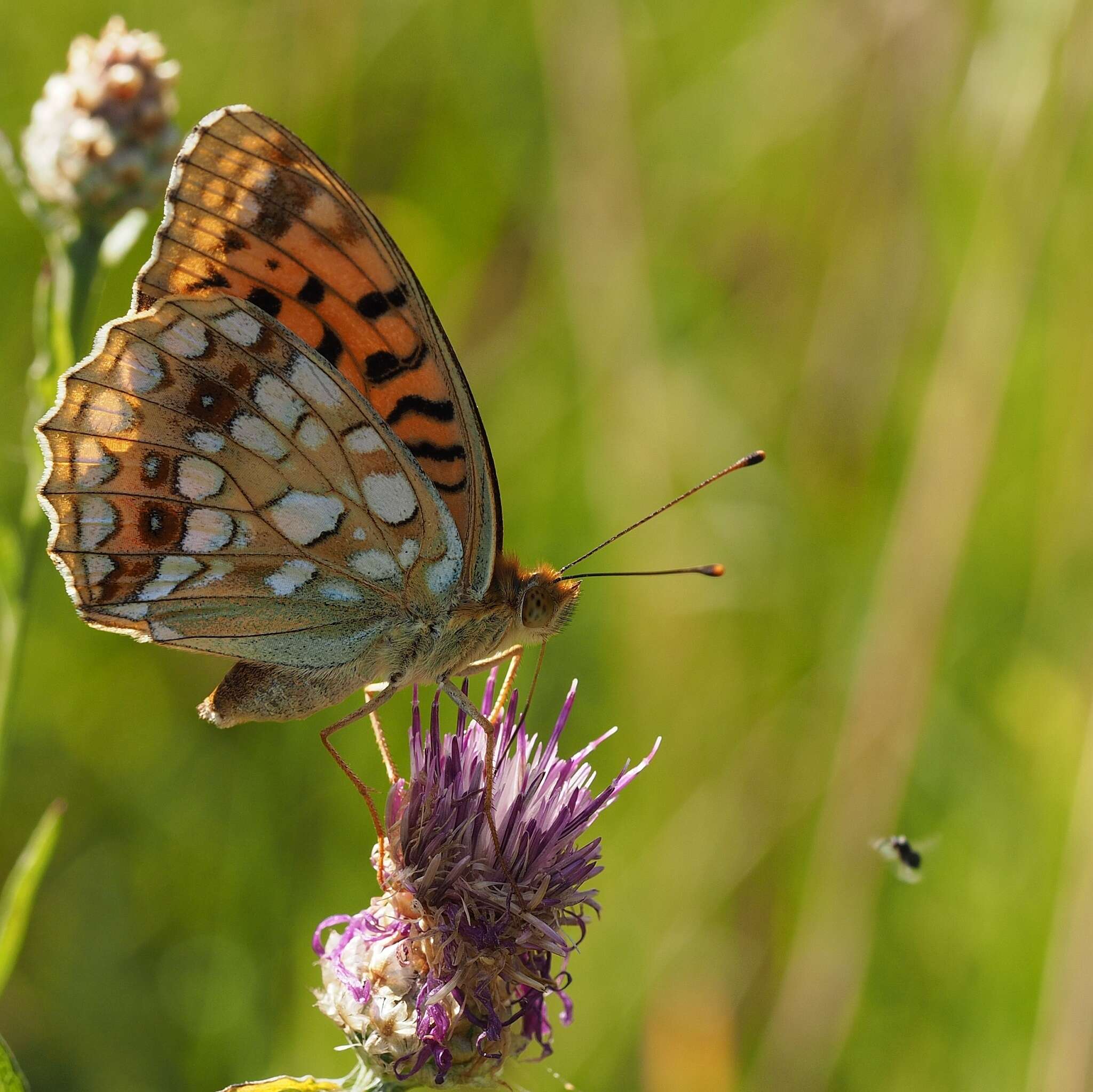 Image of High brown fritillary