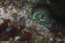 Image of Grey moray