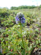 Imagem de Lagotis glauca J. Gaertn.