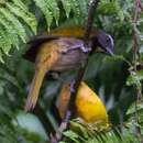 Image of Saltator maximus magnoides Lafresnaye 1844