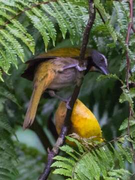 Image of Saltator maximus magnoides Lafresnaye 1844