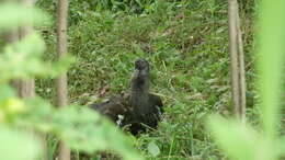 Image of Wattled Ibis