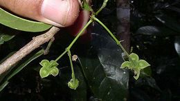 Image of <i>Sloanea garckeana</i> K. Schum.