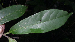 Image of <i>Sloanea garckeana</i> K. Schum.