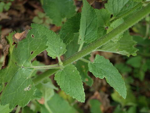 Sivun Scrophularia scorodonia L. kuva