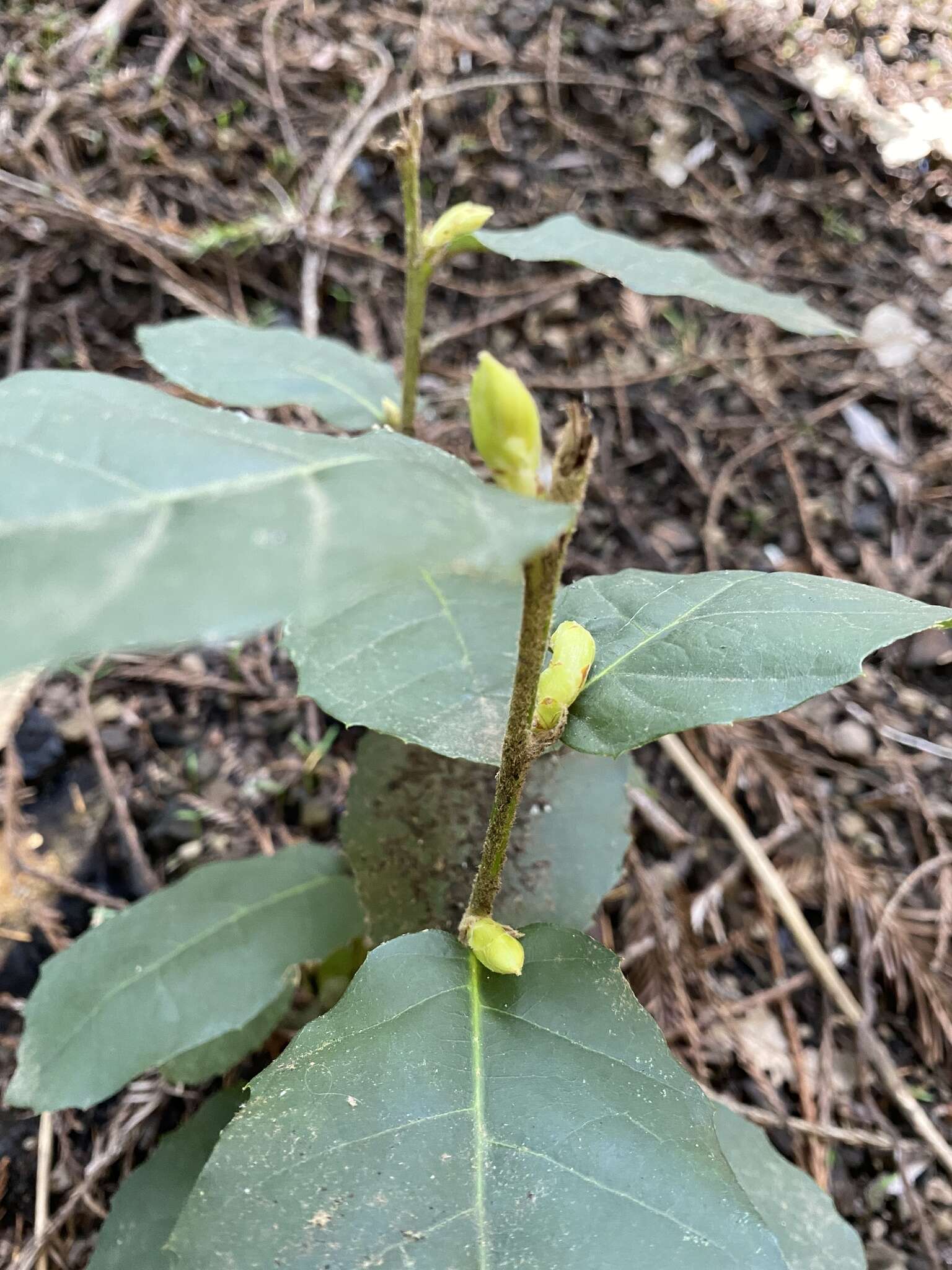 Notholithocarpus densiflorus var. densiflorus的圖片