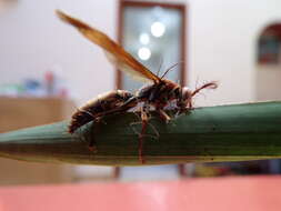 Image of Ophiocordyceps humbertii (C. P. Robin) G. H. Sung, J. M. Sung, Hywel-Jones & Spatafora 2007