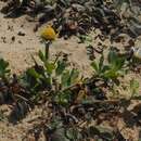 Image of Anthemis leucanthemifolia Boiss. & Blanche