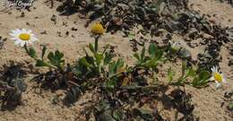 Image of Anthemis leucanthemifolia Boiss. & Blanche