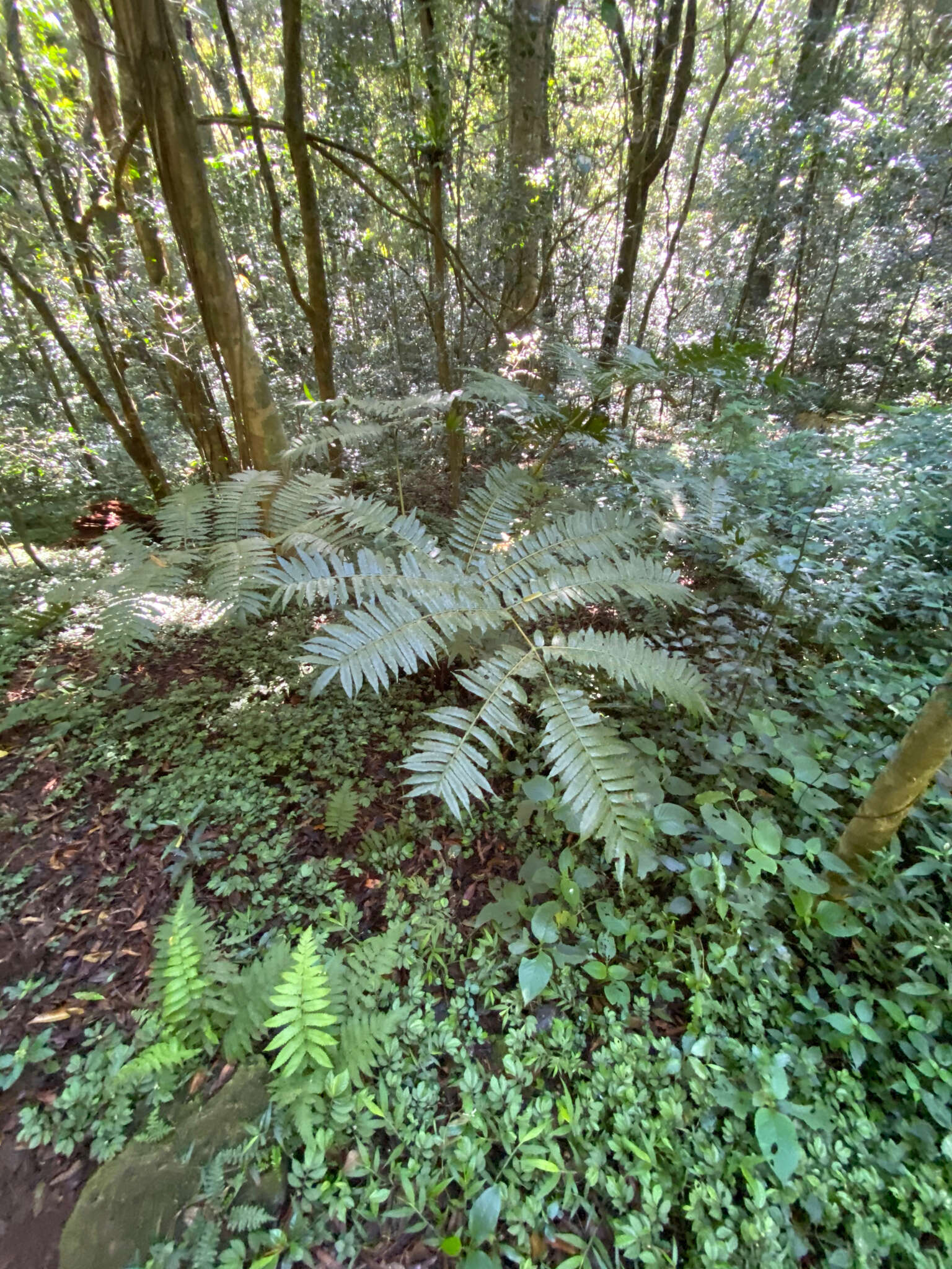 Image of Ptisana fraxinea (Sm.) Murdock