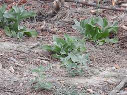 Image of Magydaris panacifolia (Vahl) Lange