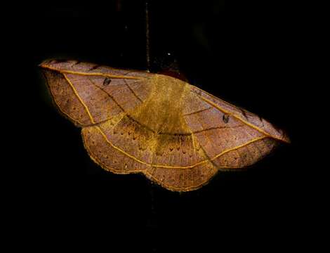 Image of Entomogramma fautrix Guenée 1852