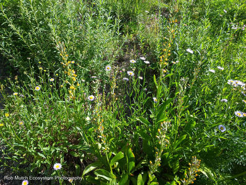 Image de Erigeron aliceae Howell