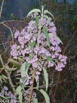 Image of Condea tafallae (Benth.) Harley & J. F. B. Pastore