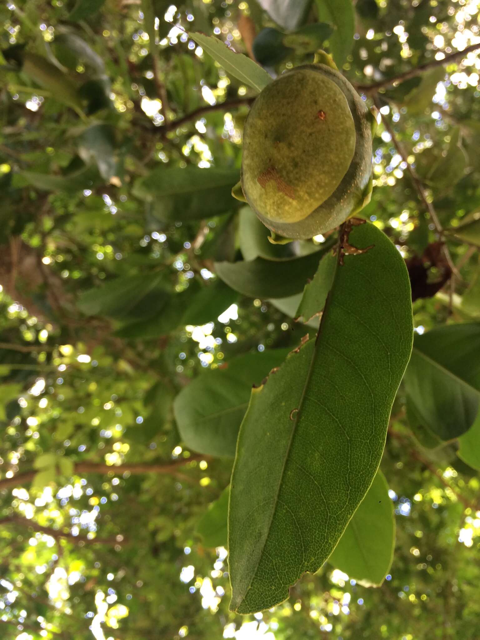 Image of Eschweilera ovata (Cambess.) Mart. ex Miers