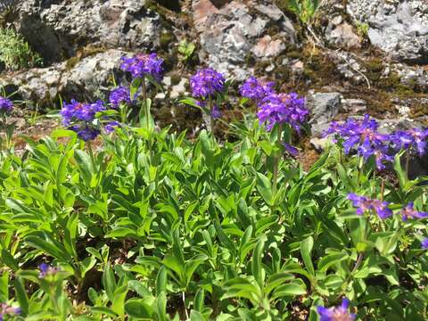 Image of Tolmie's penstemon