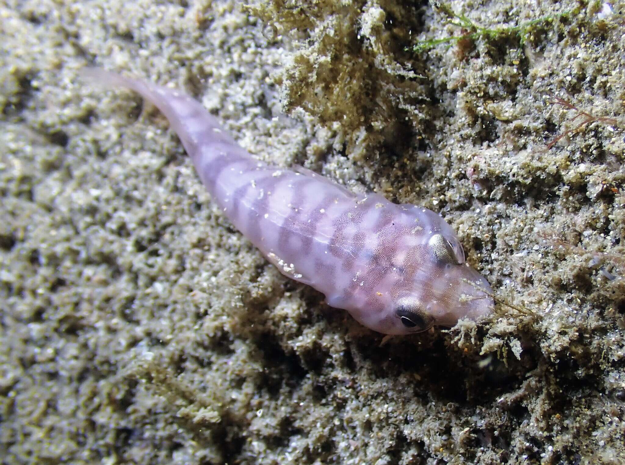 Image of Broad clingfish