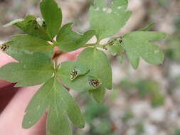 Imagem de Puccinia adoxae R. Hedw. 1805